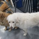 골든셀프워시 이미지