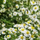 낙동강변 이미지