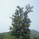 관광단지 주차장 Daum카페