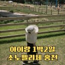 연식목장 | 31개월 아이랑 강원도 1박 2일, 소노펠리체 홍천 비발디파크 다녀온 후기
