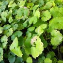 실로암농장 이미지