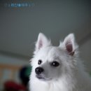하얀여우 이미지