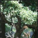 육박나무(녹나무과 육박나무속) 이미지