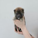 이누아이 이미지