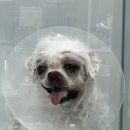 항동푸른숲동물병원 이미지