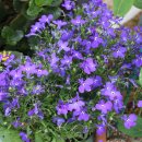 로벨리아 이미지