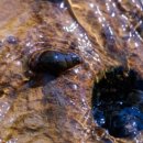 시골다슬기 이미지