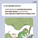 릴라