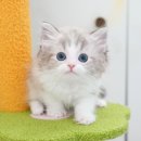 울산 고양이분양 미유펫 이미지