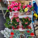 영플라워 이미지