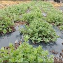 박하농장 이미지