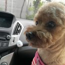 700500 | [공지] 강아지 백내장 핵경화 오진(수원 동물병원 오진 비추 후기) / 백내장 핵경화 구별 방법