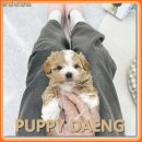 누빌 | 오산강아지입양처 세교 산책로를 함께 누빌 우리 집 막내 입성기