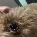 반창꼬동물병원 이미지