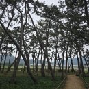 송림 이미지