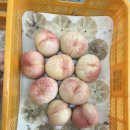 헬리오시티후문 | 헬리오시티 가락초후문 복숭아 농장직거래 판매점