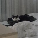 꿈에 동물병원 | 대구 범어동 따뜻한온동물병원에서 꿈이 인생 첫 스케일링 후기