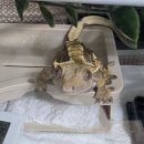 폴라이트 렙타일(polite_reptile) | 폴라이트렙타일 슈퍼츄르! 크레스키드게코 츄르!