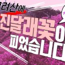 [오늘의 강화군] 🙌고려산에 진달래~꽃이~피었습니다~!🌺｜진달래 개화 현황 업로드｜고려산 진달래 꽃구경 행사 이미지