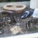 온양생태 이미지