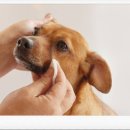 댕겨올개 이미지