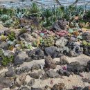 파란나무유치원 | 11월 가볼 만한 전라도 함평 국화축제 - 국향대전-