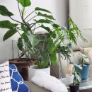 모른골지 이미지