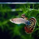 구피 카카오 검색결과