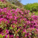 질재로 1 이미지