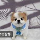 요요펫살롱 이미지