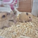 펫엔글라이더 대전점 이미지