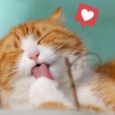 광교호수 동물병원 이미지