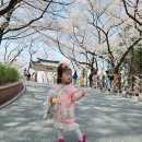 개나리어린이공원 | 인천 수봉공원 스카이워크 전망대 방문 후기와 벚꽃 봄나들이