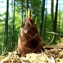 맹종죽테마공원 이미지