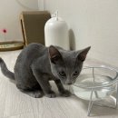 돌봄 | 모그와이 고양이돌봄 후기, 세심하고 꼼꼼하게 신뢰할 수 있는 곳