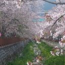 진해 군항제 벚 꽃 축제 이미지
