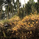 서산소나무힐링 이미지