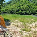 충남 논산시 벌곡면 하천접한 주말농장지 급매 이미지