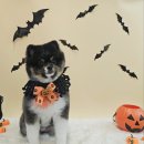 아띠아몽 이미지