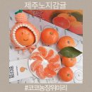 철만농장 | 고당도 제주노지감귤 코코농장위미리 서귀포귤