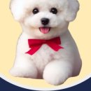 퍼피캣 강아지분양 인천루원시티점 이미지