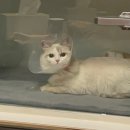 백제동물병원 | [고양이 치과 병원] 송곳니 깨진 고양이..금쪽냥이..(고양이 치과 병원 추천 | 베를린치과동물병원 후기)