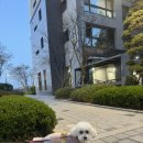 리즈퍼피 이미지