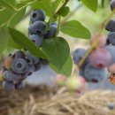 치목삼베마을 이미지