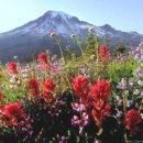 자연-이미지 이미지