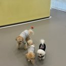 룰루랄라 댕치원 이미지