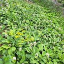 뽑아가유 이미지