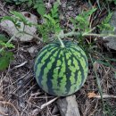 해뜨는바다 이미지