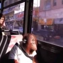 으르렁대 이미지