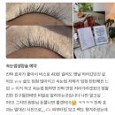생장수 | 광주 속눈썹 생장술 /수완지구 속눈썹 생장술 1회 후기+주의사항